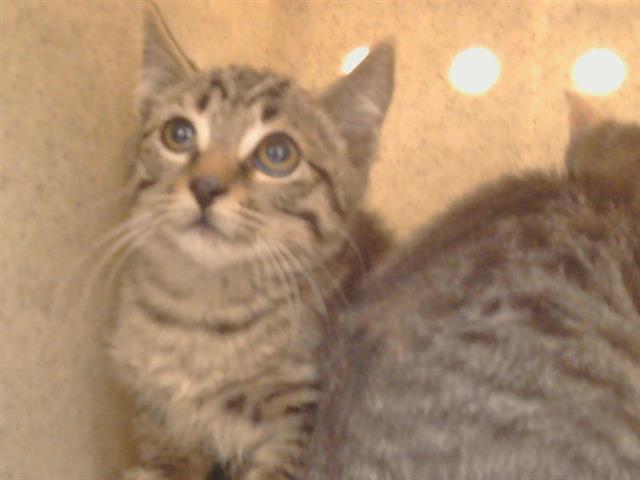 Shelter Stray Unknown Cat last seen WALNUT AVE/GREENBACK LN, 95662, 3839 Bradshaw Rd, Sacramento, CA 95827, USA