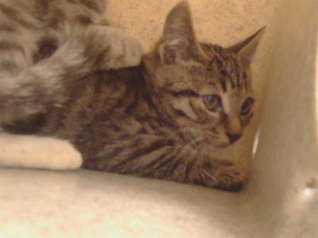 Shelter Stray Unknown Cat last seen WALNUT AVE/GREENBACK LN, 95662, 3839 Bradshaw Rd, Sacramento, CA 95827, USA