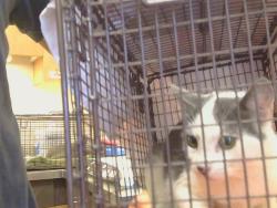 Shelter Stray Unknown Cat last seen MAGNOLIA AVE/WASHINGTON AVE, 95615, 3839 Bradshaw Rd, Sacramento, CA 95827, USA
