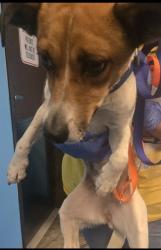 Shelter Stray Female Dog last seen LA COSTA ST / BREWER AVE BAKERSFIELD, 201 S Mt Vernon Ave, Bakersfield, CA 93307, USA