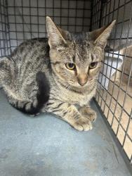 Shelter Stray Female Cat last seen Near, 5001 E Raymond St, Indianapolis, IN 46203, USA