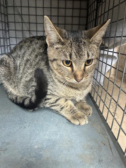 Shelter Stray Female Cat last seen Near, 5001 E Raymond St, Indianapolis, IN 46203, USA