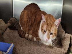 Shelter Stray Male Cat last seen , 11361 W Pico Blvd, Los Angeles, CA 90064, USA