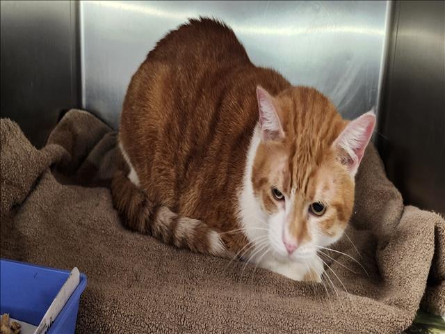 Shelter Stray Male Cat last seen , 11361 W Pico Blvd, Los Angeles, CA 90064, USA