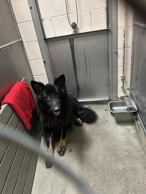 Shelter Stray Male Dog last seen NORTH AVE & ELM ST, 2127 Front St, Sacramento, CA 95818, USA
