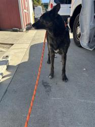 Shelter Stray Female Dog last seen NORTH AVE & ELM ST, 2127 Front St, Sacramento, CA 95818, USA