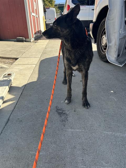 Shelter Stray Female Dog last seen NORTH AVE & ELM ST, 2127 Front St, Sacramento, CA 95818, USA