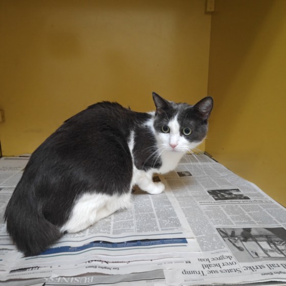 Shelter Stray Male Cat last seen , 3201 Lacy St, Los Angeles, CA 90031, USA