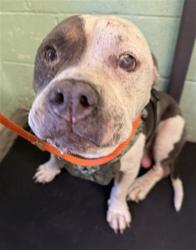 Shelter Stray Male Dog last seen ALTOS AVE & LEITCH AVE, 2127 Front St, Sacramento, CA 95818, USA