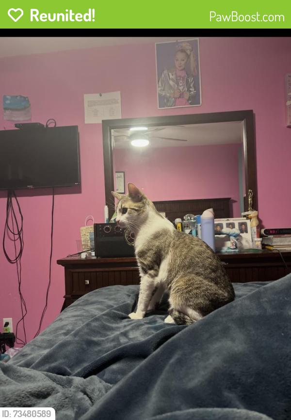 Reunited Male Cat last seen Near east street Middletown CT, Middletown, CT 06457