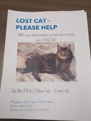 Lost Female Cat last seen Abe Lincoln, San Antonio, TX 78240