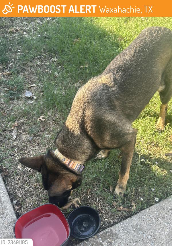 Found/Stray Female Dog last seen Near Oregon trl, Waxahachie, TX 75167