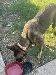Found/Stray Female Dog last seen Near Oregon trl, Waxahachie, TX 75167