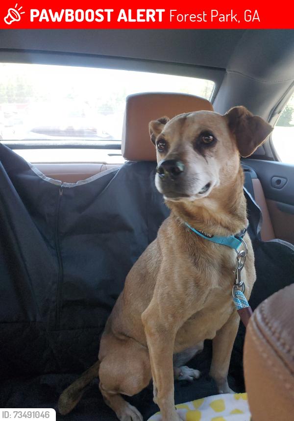 Lost Male Dog last seen Conley Road, Jonesboro Road,, Forest Park, GA 30354