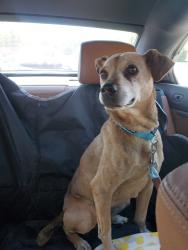 Lost Male Dog last seen Conley Road, Jonesboro Road,, Forest Park, GA 30354