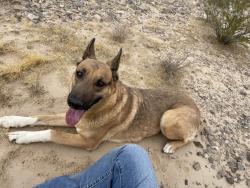Found/Stray Female Dog last seen Cherokee street and Sandy valley rd, Sandy Valley, NV 89019