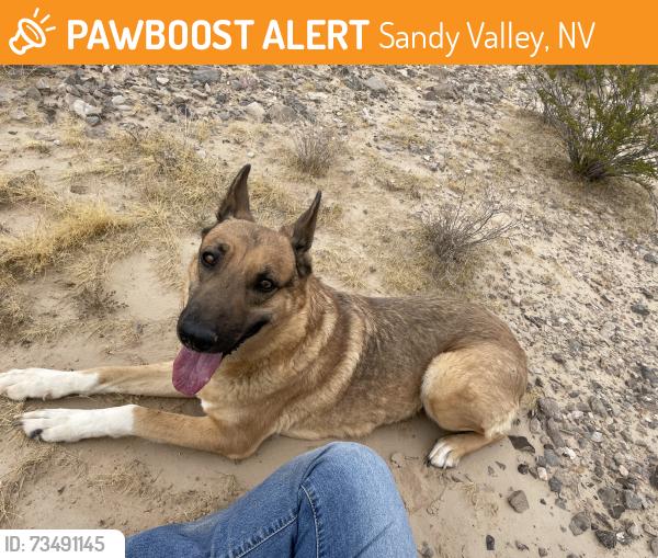 Found/Stray Female Dog last seen Cherokee street and Sandy valley rd, Sandy Valley, NV 89019