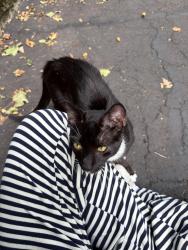 Found/Stray Male Cat last seen Abington friends school, Rydal, PA 19046