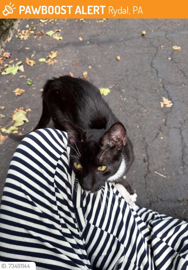 Found/Stray Male Cat last seen Abington friends school, Rydal, PA 19046