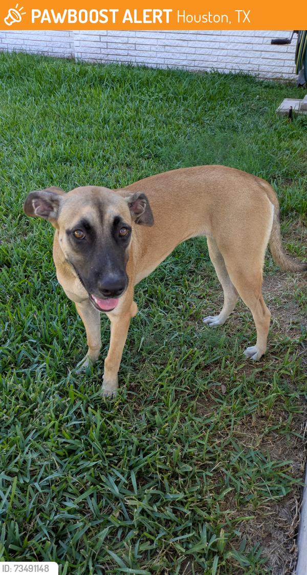 Found/Stray Female Dog last seen Ashcroft Dr. and Westbury St., Houston, TX 77035