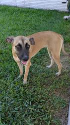 Found/Stray Female Dog last seen Ashcroft Dr. and Westbury St., Houston, TX 77035
