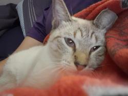 Reunited Female Cat last seen May cirlce and artic street, Tampa, FL 33614