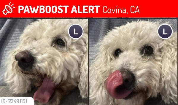 Lost Female Dog last seen Downtown Covina park, Covina, CA 91723