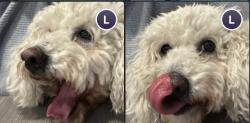Lost Female Dog last seen Downtown Covina park, Covina, CA 91723
