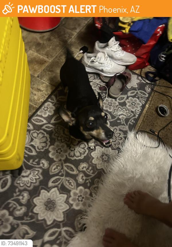 Found/Stray Female Dog last seen 67th dr and encanto blvd Phoenix az, Phoenix, AZ 85035