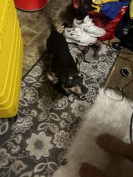 Found/Stray Female Dog last seen 67th dr and encanto blvd Phoenix az, Phoenix, AZ 85035
