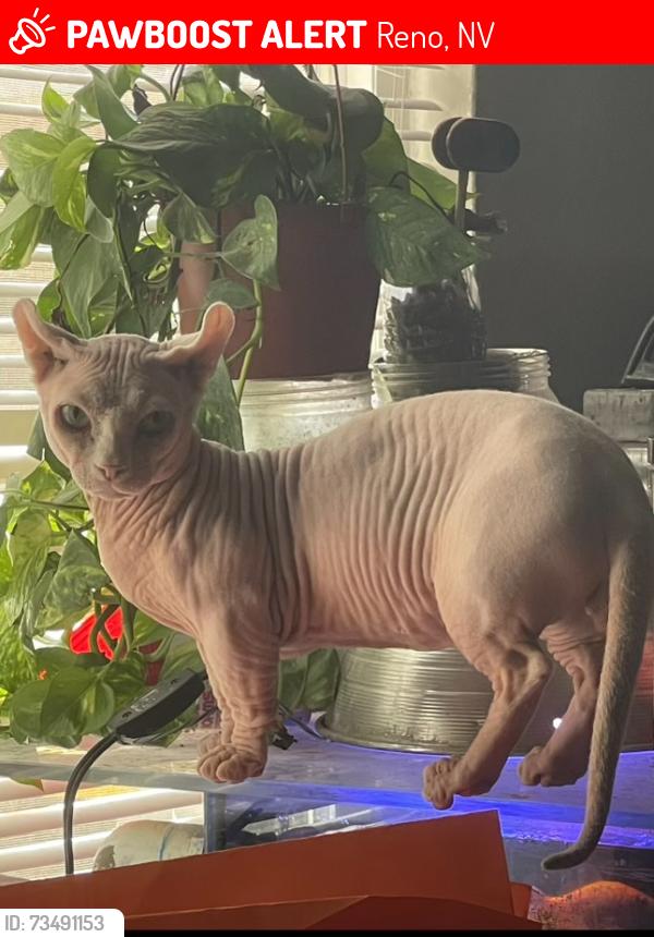 Lost Male Cat last seen hacienda and reno, Reno, NV 89501