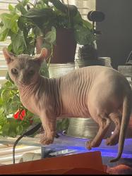 Lost Male Cat last seen hacienda and reno, Reno, NV 89501