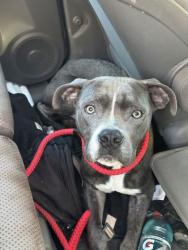 Shelter Stray Male Dog last seen Near Clinton Hwy, Knox County GP, TN, 3201 Division St, Knoxville, TN 37919, USA