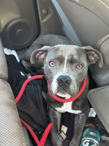 Shelter Stray Male Dog last seen Near Clinton Hwy, Knox County GP, TN, 3201 Division St, Knoxville, TN 37919, USA