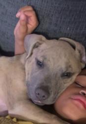 Lost Male Dog last seen S. 1st St. 702, Charlottesville, VA 22902