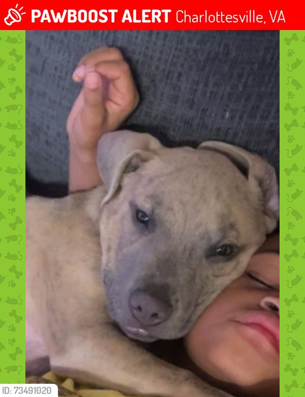 Lost Male Dog last seen S. 1st St. 702, Charlottesville, VA 22902
