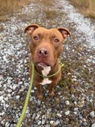 Shelter Stray Male Dog last seen Near bishop rd, South Fulton, GA, 1251 Fulton Industrial Blvd NW, Atlanta, GA 30336, USA
