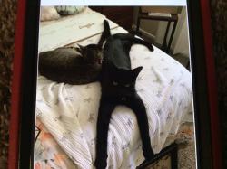Reunited Male Cat last seen Lyon- Wesley- Teakwood Pl., Hemet, CA 92543