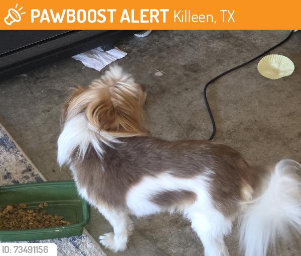 Found/Stray Male Dog last seen Temora loop, Killeen, TX 76549