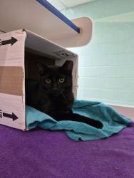 Shelter Stray Male Cat last seen found in her trap in her yard 621 16th Place, Vero Beach, FL, 6230 77th St, Vero Beach, FL 32967, USA