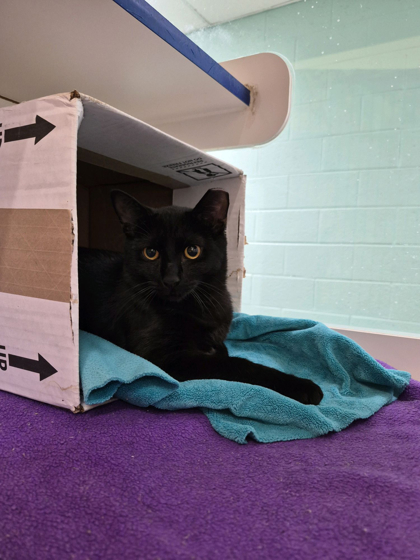Shelter Stray Male Cat last seen found in her trap in her yard 621 16th Place, Vero Beach, FL, 6230 77th St, Vero Beach, FL 32967, USA