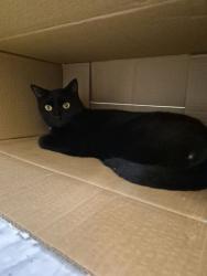 Shelter Stray Male Cat last seen Near 24th Place SW, IRC AC, FL, 6230 77th St, Vero Beach, FL 32967, USA