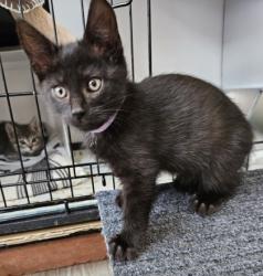 Shelter Stray Female Cat last seen Near Argonne Dr, 21218, MD, 2490 Giles Rd, Baltimore, MD 21225, USA