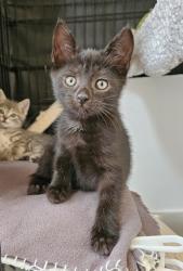 Shelter Stray Female Cat last seen Near Argonne Dr, 21218, MD, 2490 Giles Rd, Baltimore, MD 21225, USA