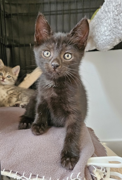 Shelter Stray Female Cat last seen Near Argonne Dr, 21218, MD, 2490 Giles Rd, Baltimore, MD 21225, USA