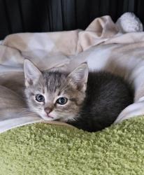 Shelter Stray Female Cat last seen Near Argonne Dr, 21218, MD, 2490 Giles Rd, Baltimore, MD 21225, USA