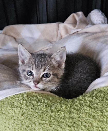 Shelter Stray Female Cat last seen Near Argonne Dr, 21218, MD, 2490 Giles Rd, Baltimore, MD 21225, USA