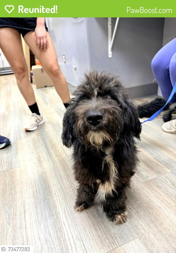 Reunited Male Dog last seen One stop convenience, Knoxville, TN 37921