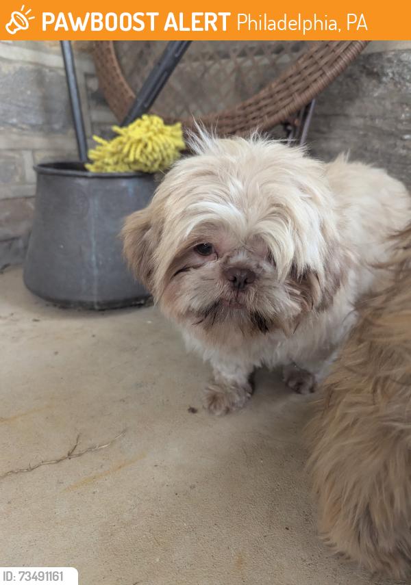 Found/Stray Female Dog last seen Whitaker and Shelmire, Philadelphia, PA 19111