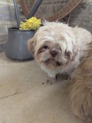 Found/Stray Female Dog last seen Whitaker and Shelmire, Philadelphia, PA 19111